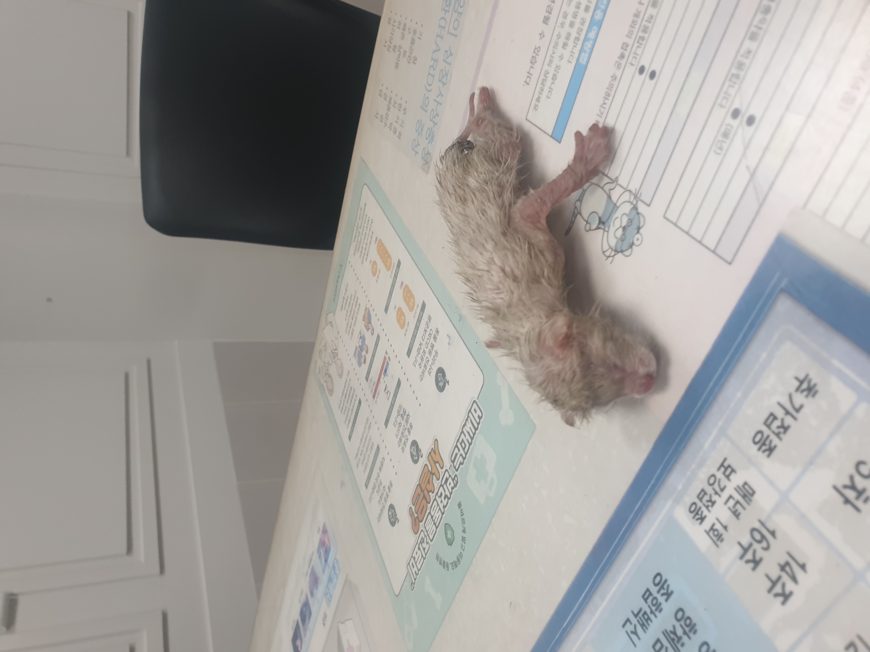 보호중 한국 고양이…